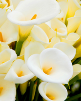 Без бренда «Белые каллы» во Владимире 