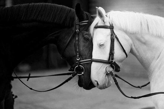 Картина по номерам 40x50 Черно-белая любовь среди лошадей