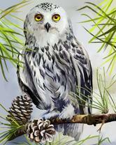 Красивая сова на хвойной ветви