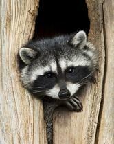 Без бренда «Енот в дупле» во Владимире 