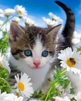 Без бренда «Котёночек среди ромашек» во Владимире  в интернет-магазине  Без бренда «Котёночек среди ромашек» во Владимире