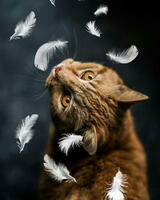 Без бренда «Кот среди перышек» во Владимире 