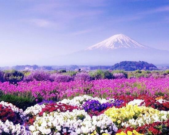 Алмазная мозаика 40x50 Неимоверно красивая цветочная поляна на фоне гор