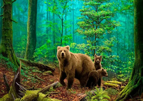 Медведица с малышами в лесной глуши