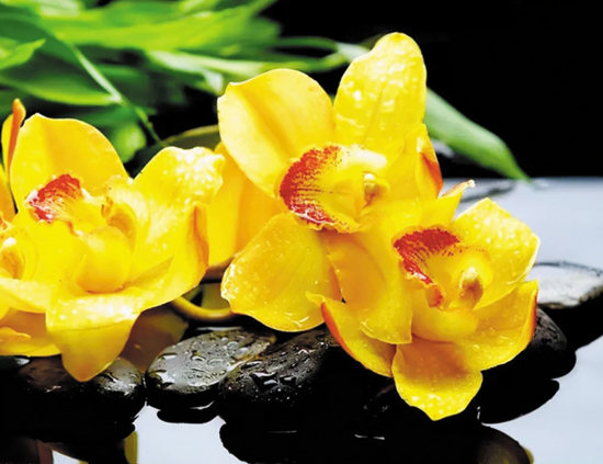 Алмазная мозаика 40x50 Желтые орхидеи на черных камнях
