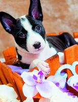 Без бренда «Милый черно-белый щенок и орхидеи» во Владимире  в интернет-магазине  Без бренда «Милый черно-белый щенок и орхидеи» во Владимире