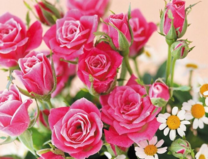 Без бренда «Букет розовых роз и ромашки» во Владимире 