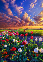 Без бренда «Поле тюльпанов под облачным небом» во Владимире 